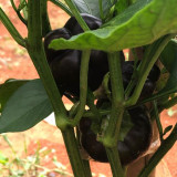 Black Fruit Sweet Pepper Seeds – Vigorous Growth, Easy to Manage, Ideal for Fresh Markets & Gourmet Cooking