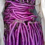 Hangzhou Red Eggplant Seeds | High-Yield Purplish-Red Fruit Variety | Disease & Stress Tolerant