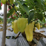 Cream Fruit Sweet Pepper Seeds – Robust Plants, Reliable Yields, Ideal for Home Gardens & Fresh Markets