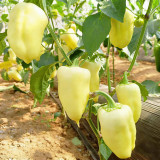 Cream Fruit Sweet Pepper Seeds – Robust Plants, Reliable Yields, Ideal for Home Gardens & Fresh Markets