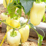 Cream Fruit Sweet Pepper Seeds – Robust Plants, Reliable Yields, Ideal for Home Gardens & Fresh Markets
