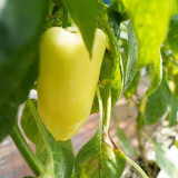 Cream Fruit Sweet Pepper Seeds – Robust Plants, Reliable Yields, Ideal for Home Gardens & Fresh Markets