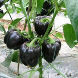 Black Fruit Sweet Pepper Seeds – Vigorous Growth, Easy to Manage, Ideal for Fresh Markets & Gourmet Cooking