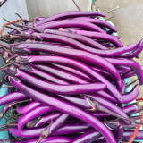 Hangzhou Red Eggplant Seeds | High-Yield Purplish-Red Fruit Variety | Disease & Stress Tolerant