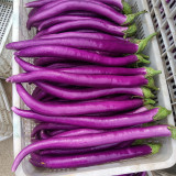 Hangzhou Red Eggplant Seeds | High-Yield Purplish-Red Fruit Variety | Disease & Stress Tolerant