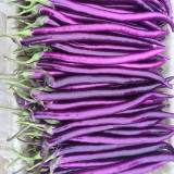 Hangzhou Red Eggplant Seeds | High-Yield Purplish-Red Fruit Variety | Disease & Stress Tolerant