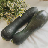 Zhengqing No.1 Black-skinned Pumpkin Seeds | Early-Maturing High-Yield Culinary Pumpkin with Vigorous Growth