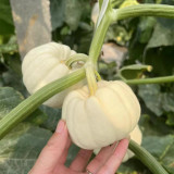 Tianzi Yubei White Baby Pumpkin Seeds | High Yield, Oblate White Fruits, Sweet Mealy Flesh, Ornamental & Edible