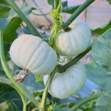Tianzi Yubei White Baby Pumpkin Seeds | High Yield, Oblate White Fruits, Sweet Mealy Flesh, Ornamental & Edible