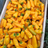 Mini Yellow Sweet Pepper Seeds – High-Yielding, Easy to Grow & Maintain, Ideal for Containers and Home Gardening