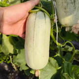 Flying 72 Sweet Melon Seeds | Thin-Skinned, Short Club-Shaped, Crack-Resistant, High Sugar, Crisp & Tender Flesh
