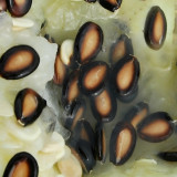 Large-seeded Watermelon Seeds – High-Yield Dual-Purpose Variety, Strong Adaptability, Easy to Cultivate