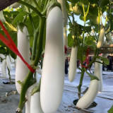 White 013 Eggplant Seeds | F1 Hybrid, Long Straight, Pure White Skin, Tender Flesh, High Yield