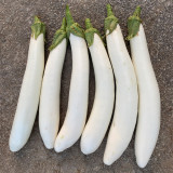 White 013 Eggplant Seeds | F1 Hybrid, Long Straight, Pure White Skin, Tender Flesh, High Yield