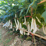 White 013 Eggplant Seeds | F1 Hybrid, Long Straight, Pure White Skin, Tender Flesh, High Yield