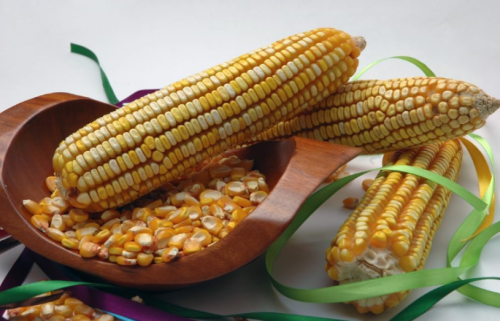 REID'S Yellow DENT cornmeal Seeds