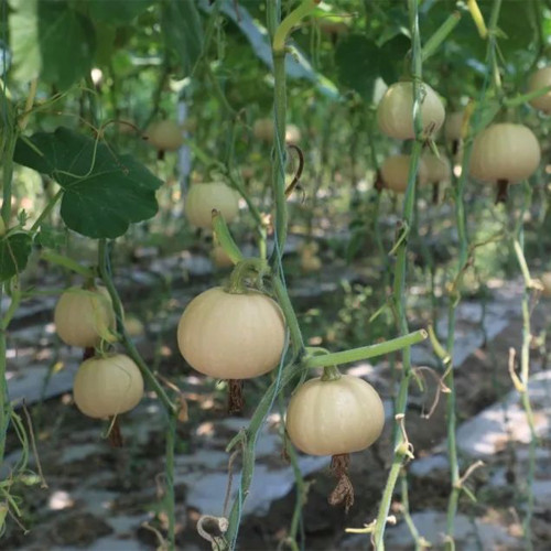 Jinyu 888 Pumpkin Seeds | Cream Pumpkin, Mid-Early Maturity, Oblate Fruit, High Yield & Disease Resistance