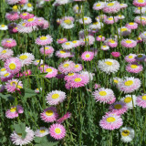 Hezhichun Helipterum Seeds – Everlasting Flower, Annual for Dried Floral Arrangements, Sun-Loving, Easy to Grow