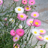 Hezhichun Helipterum Seeds – Everlasting Flower, Annual for Dried Floral Arrangements, Sun-Loving, Easy to Grow