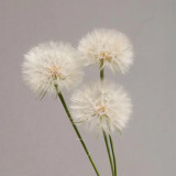Giant Dandelion Seeds – Tragopogon orientalis | Large Puffball Flower Heads, Ideal for Dried Arrangements
