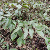 Epimedium Seedlings | Ground Cover for Moist Shade, Serrated Leaves & Panicle Flowers
