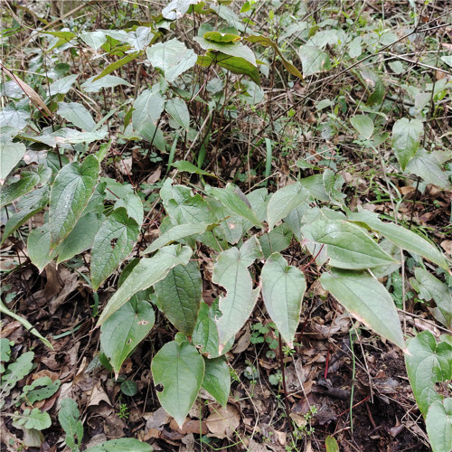 Epimedium Seedlings | Ground Cover for Moist Shade, Serrated Leaves & Panicle Flowers