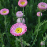 Hezhichun Helipterum Seeds – Everlasting Flower, Annual for Dried Floral Arrangements, Sun-Loving, Easy to Grow