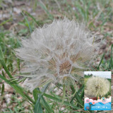 Giant Dandelion Seeds – Tragopogon orientalis | Large Puffball Flower Heads, Ideal for Dried Arrangements