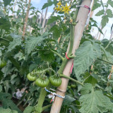 Black Steak Tomato Seeds – Rich Flavor, High Yield, Easy to Manage, Perfect for Home & Commercial Growing
