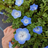 Hezhichun Baby Blue Eyes Seeds | Easy to Grow Nemophila Seeds for Patio & Yard Landscaping