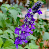 Hezhichun Blue Sage Seeds – Salvia farinacea | Sun Loving, Low Maintenance, Long-Lasting Blooms for Landscaping