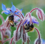 Borage Seeds Edible Flowers Leaves, Heirloom Annual Non-GMO