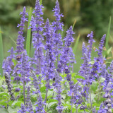 Hezhichun Blue Sage Seeds – Salvia farinacea | Sun Loving, Low Maintenance, Long-Lasting Blooms for Landscaping