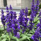 Hezhichun Blue Sage Seeds – Salvia farinacea | Sun Loving, Low Maintenance, Long-Lasting Blooms for Landscaping