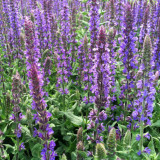 Hezhichun Blue Sage Seeds – Salvia farinacea | Sun Loving, Low Maintenance, Long-Lasting Blooms for Landscaping