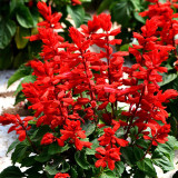 Hezhichun Scarlet Sage Seeds – Salvia splendens, Vibrant Red Flowers for Full Sun & Partial Shade