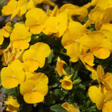 Hezhichun Pansy 'Late Autumn' Seeds - Cold Tolerant, Compact & Long-Flowering, for Beds, Gardens & Pots
