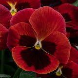 Hezhichun 'Vermilion Mole' Pansy Seeds – Compact, Cold-Tolerant & Long-Blooming for Beds & Pots