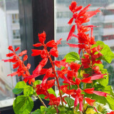 Hezhichun Scarlet Sage Seeds – Salvia splendens, Vibrant Red Flowers for Full Sun & Partial Shade