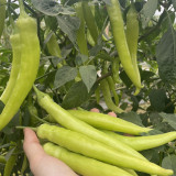 Yellow Beauty Pepper Seeds – Vigorous Growth, High Yield, Continuous Fruiting, Intense Spiciness