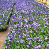 Hezhichun Pansy 'Azure Skies' Seeds | Compact, Cold-Tolerant, Long Flowering for Beds & Pots