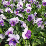 Hezhichun Pansy 'Firmament' Seeds | Compact, Colorful, Cold-Tolerant, Long-Blooming for Beds & Pots