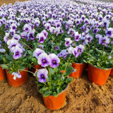 Hezhichun Pansy 'Firmament' Seeds | Compact, Colorful, Cold-Tolerant, Long-Blooming for Beds & Pots
