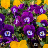 Hezhichun Pansy 'Ziyan' Seeds | Compact, Long-Blooming, Cold-Tolerant for Beds, Gardens & Pots