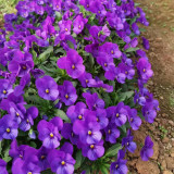 Hezhichun Pansy 'Ziyan' Seeds | Compact, Long-Blooming, Cold-Tolerant for Beds, Gardens & Pots
