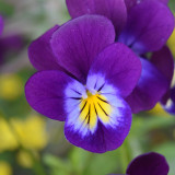 Hezhichun Pansy 'Ziyan' Seeds | Compact, Long-Blooming, Cold-Tolerant for Beds, Gardens & Pots