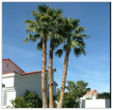 Mexican Fan Palm Tree Seeds, Washington ROBUSTA (012) Freshly Harvested