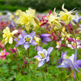 Hezhichun Aquilegia 'Cat's Paw Mix' Flower Seeds - Perennial Cold Hardy Garden Seeds, Spring & Autumn Sowing