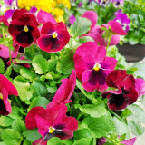 Hezhichun Pansy 'Cat Face' Seeds | Long-Blooming, Bright Flowers, Compact Plants for Beds, Gardens & Pots