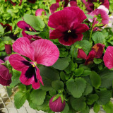 Hezhichun Pansy 'Cat Face' Seeds | Long-Blooming, Bright Flowers, Compact Plants for Beds, Gardens & Pots